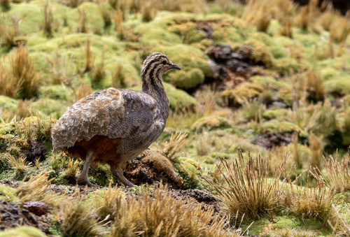 Puna Tinamou (Tinamotis pentlandii)