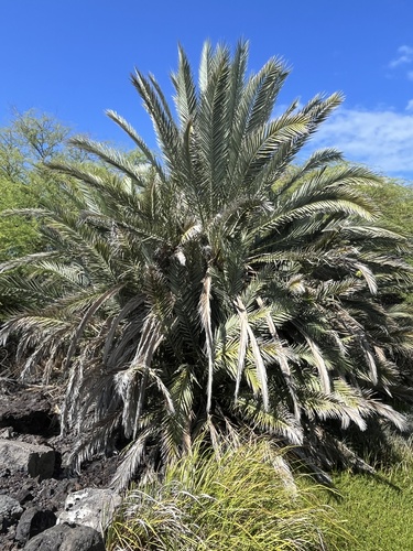 Phoenix dactylifera, 2025-11-07