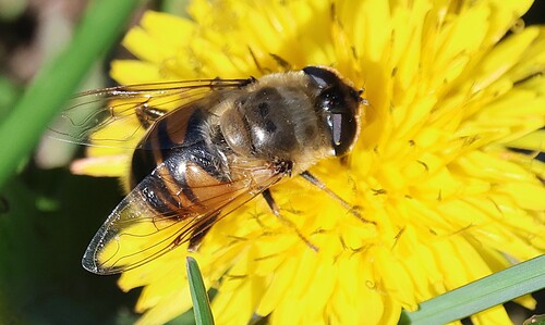 Unknown species found near East Shore, New Haven, CT 06512, USA