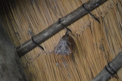 Epomophorus crypturus