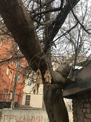 Acer negundo