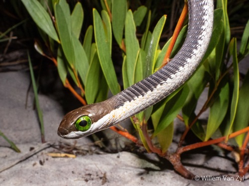 Boomslang