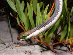 Boomslang photo 3