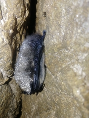 Myotis sibiricus