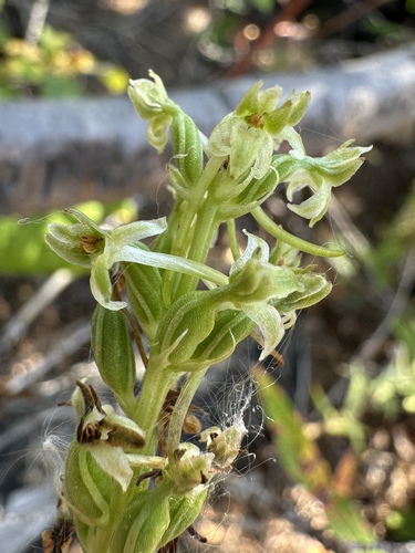 Denseflower Rein Orchid (Platanthera elongata)