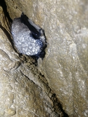Myotis sibiricus