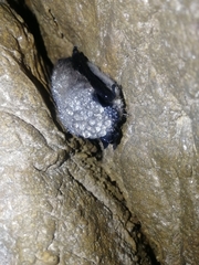 Myotis sibiricus