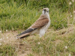 Falco cenchroides cenchroides
