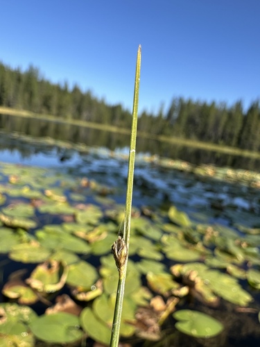 water bulrush (Schoenoplectus subterminalis)