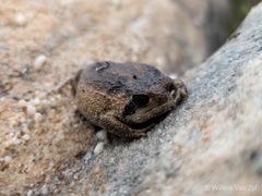 Breviceps montanus