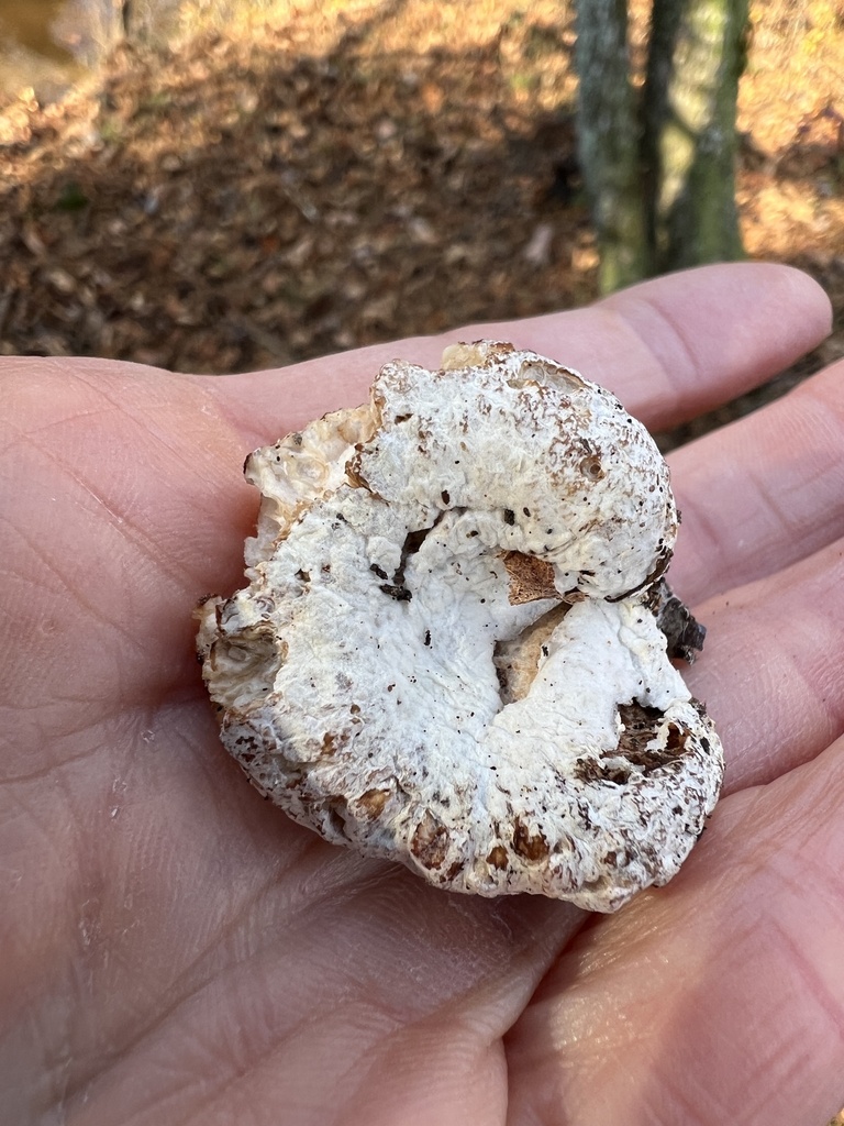 Entoloma abortivum · November 2025 · photo: © annegp (iNaturalist, cc0)