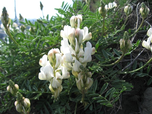 Gmelin's sweetvetch