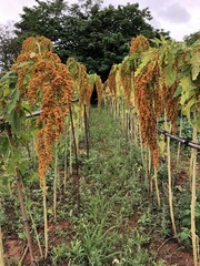 Chenopodium formosanum