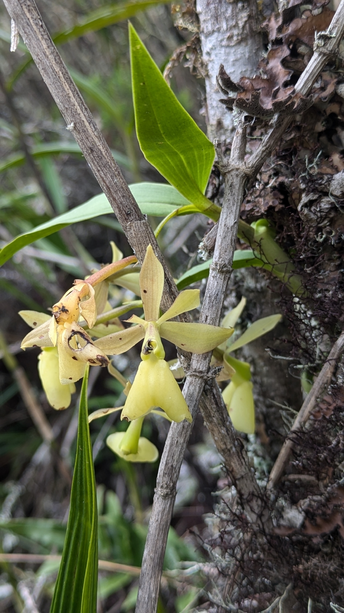 Epidendrum ulcumanoae Hágsater, G.Gerlach & L.Valenz.