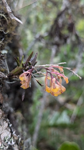 Epidendrum joaquin-ortizii Hágsater, E.Santiago & Salas Guerr.