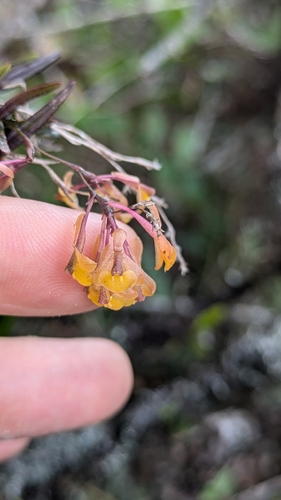 Epidendrum joaquin-ortizii Hágsater, E.Santiago & Salas Guerr. 2