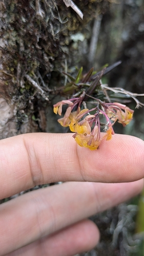 Epidendrum joaquin-ortizii Hágsater, E.Santiago & Salas Guerr. 3