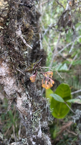 Epidendrum joaquin-ortizii Hágsater, E.Santiago & Salas Guerr. 4