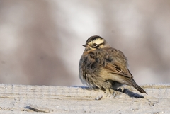 Prunella atrogularis