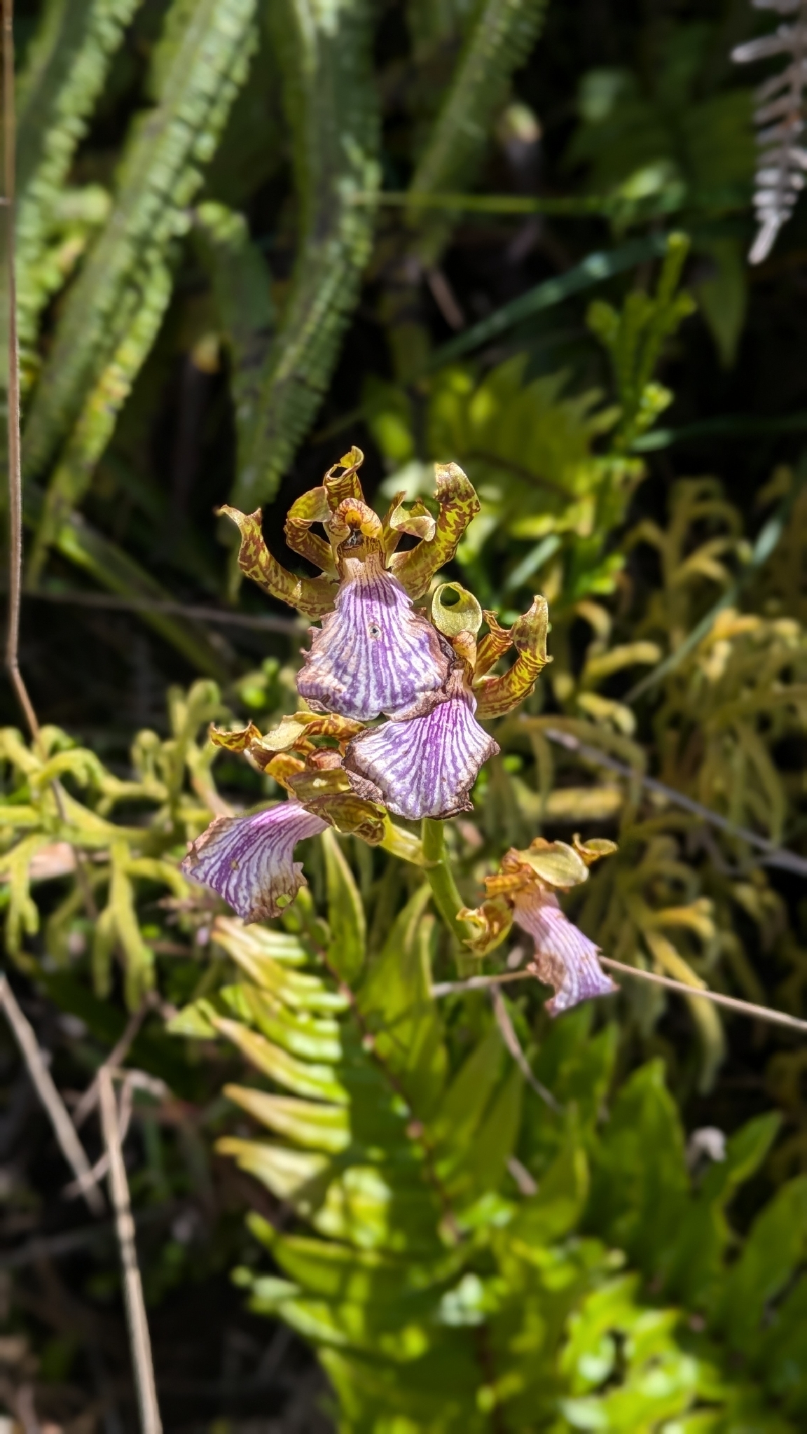 Zygopetalum Maculatum (Zygopetalum maculatum)