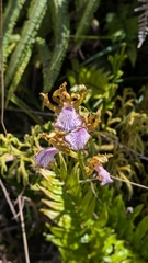 Le Zygopetalum Maculatum Est Une Orchidée Épiphyte D'amérique Du Sud (Zygopetalum maculatum)