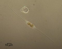 Cylindrotheca closterium