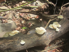 Lentinus squarrosulus