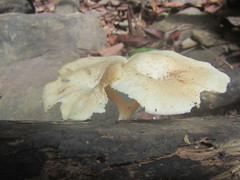 Lentinus squarrosulus