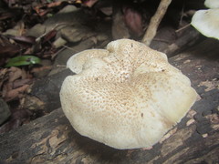 Lentinus squarrosulus