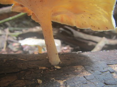 Lentinus squarrosulus