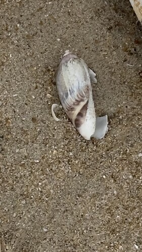 Olivancillaria gibbosa, 2025-11-16