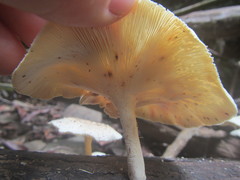 Lentinus squarrosulus
