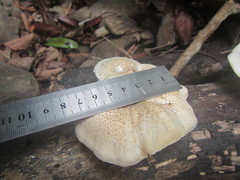 Lentinus squarrosulus