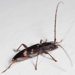 Phoracantha punctata