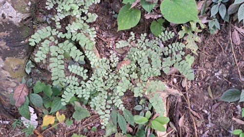 Adiantum amplum (Adiantum amplum)