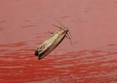 Eucosma radiatana