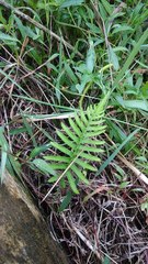 Cyclosorus interruptus