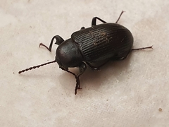 Hoplonyx