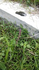 Coleus monostachyus