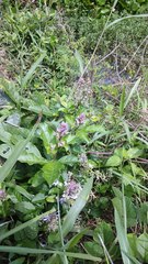 Rotheca myricoides