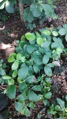 Dioscorea hispida