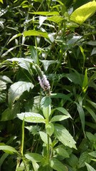 Pogostemon auricularius