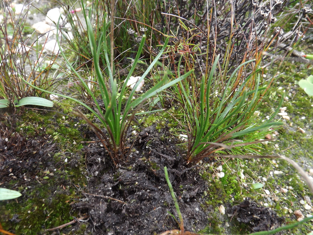 Drimia juncifolia, JN Briers Louw Nature Reserve, Cape Winelands, South Africa