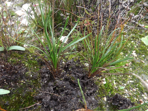 Drimia juncifolia