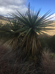 Yucca schottii