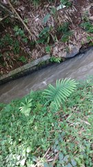 Amblovenatum terminans