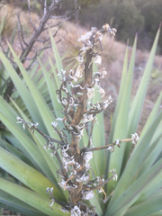 Yucca schottii