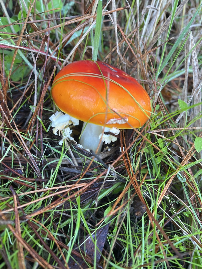 Amanita muscaria flavivolvata · November 2025 · photo: © joqatana (iNaturalist, cc-by)