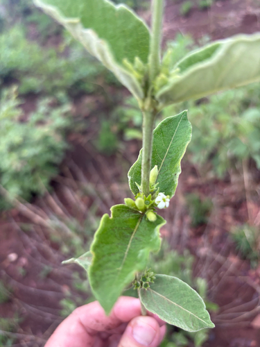 Vangueria cinerascens