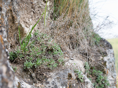 Schivereckia podolica